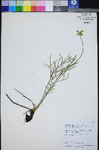 Lomatium graveolens image