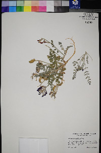 Astragalus amphioxys image