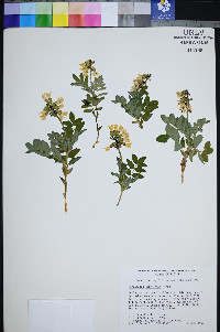Astragalus umbellatus image