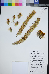 Cylindropuntia acanthocarpa image