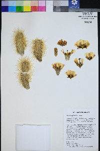 Cylindropuntia bigelovii var. bigelovii image