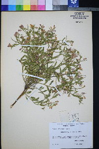 Rhinotropis subspinosa image