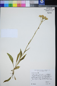 Packera plattensis image