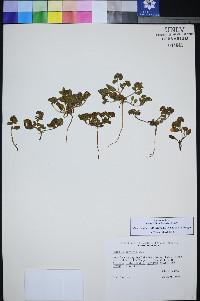 Phacelia filiae image