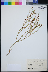 Eriogonum heermannii var. clokeyi image