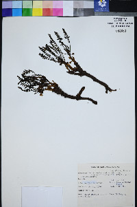 Pedicularis semibarbata var. charlestonensis image