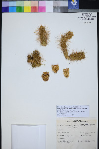 Cylindropuntia multigeniculata image