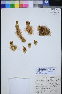 Cylindropuntia multigeniculata image