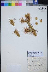 Cylindropuntia multigeniculata image