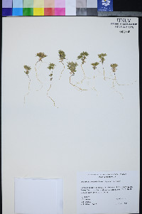 Linanthus arenicola image