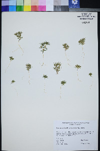 Linanthus arenicola image