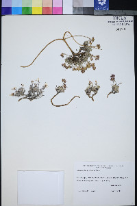 Physaria hitchcockii image