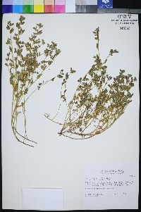 Lotus alamosanus image
