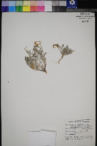 Astragalus amphioxys image