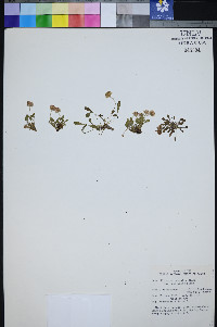 Erigeron uncialis image