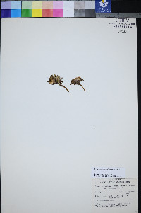 Townsendia jonesii var. tumulosa image