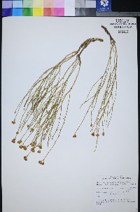 Perityle intricata image