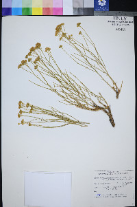 Perityle intricata image