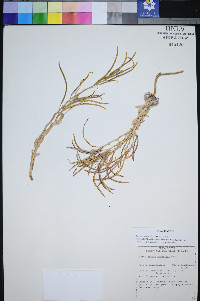 Boechera shockleyi image