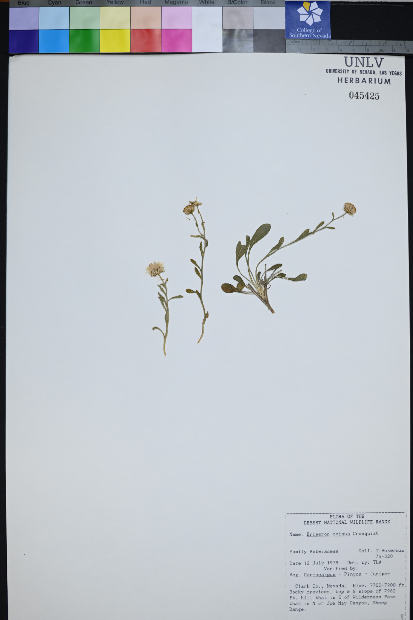 Erigeron ovinus image