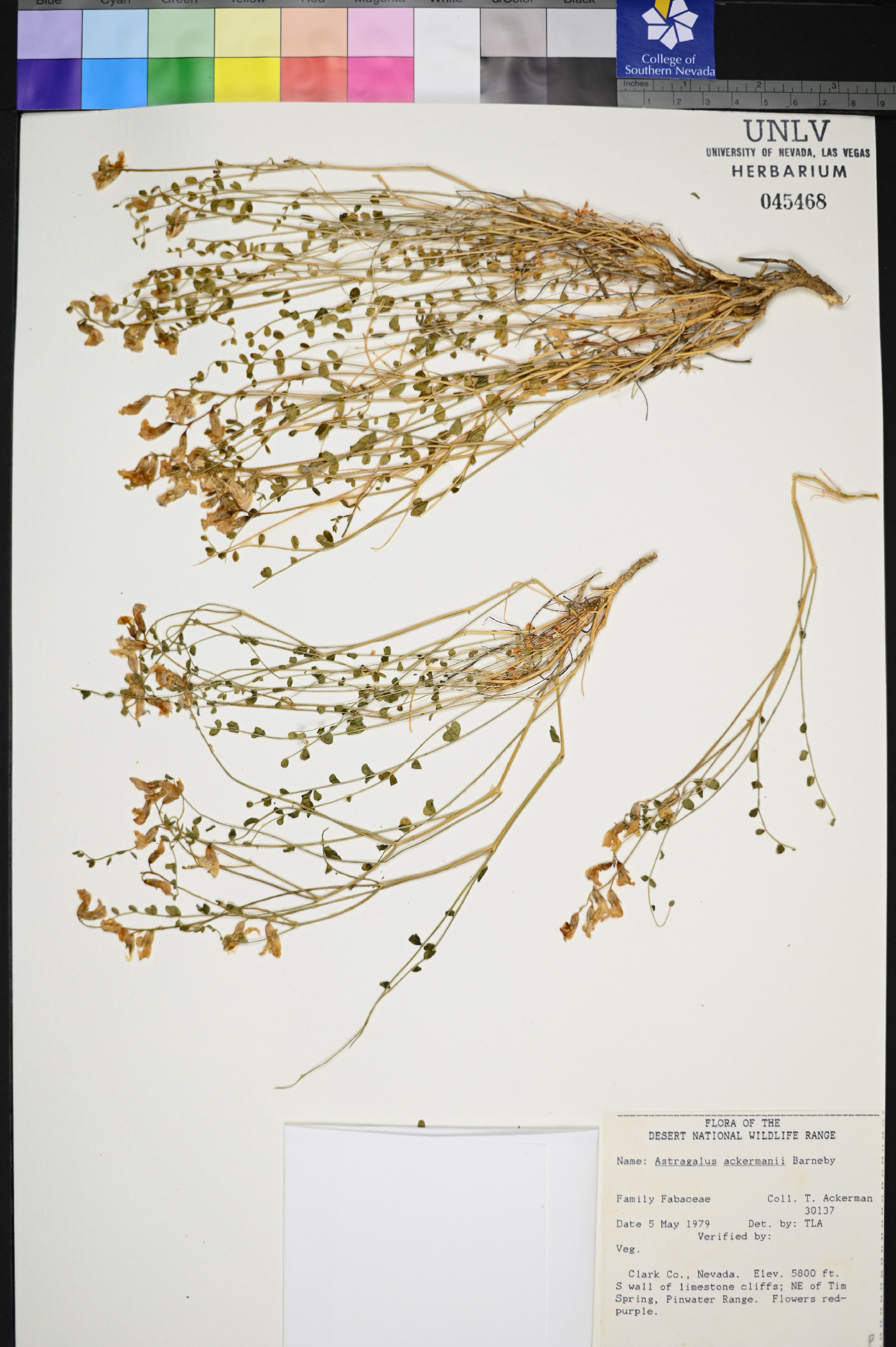 Astragalus ackermanii image