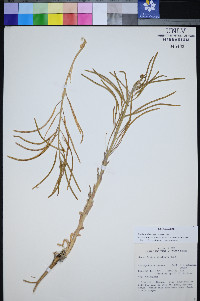 Boechera shockleyi image