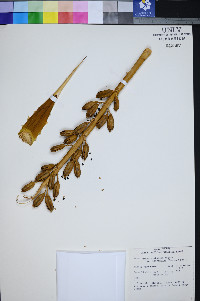 Agave utahensis var. eborispina image