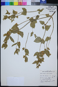 Mirabilis pudica image