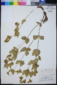Mirabilis pudica image