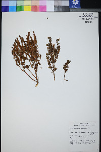 Phacelia mustelina image