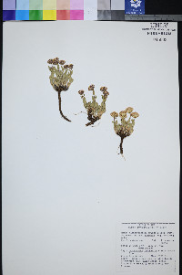 Xanthisma grindelioides var. depressum image
