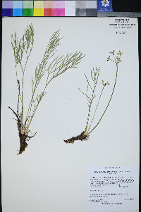 Lomatium graveolens image