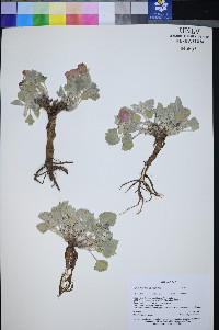 Sphaeralcea caespitosa image