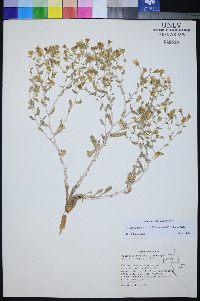 Mentzelia tiehmii image