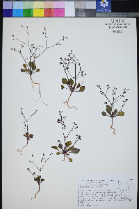 Eriogonum esmeraldense var. toiyabense image