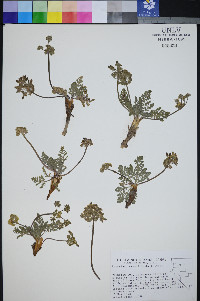 Lomatium ravenii image