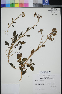 Phacelia petrosa image