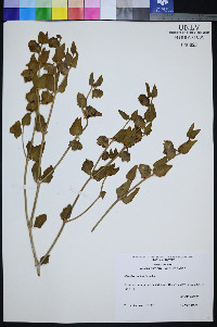Mirabilis pudica image