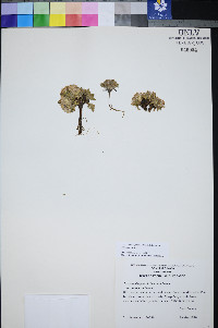 Townsendia jonesii var. tumulosa image