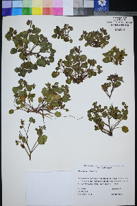 Phacelia mustelina image