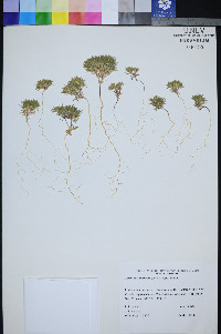 Linanthus arenicola image