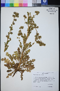 Phacelia anelsonii image
