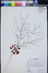 Eriogonum viscidulum image