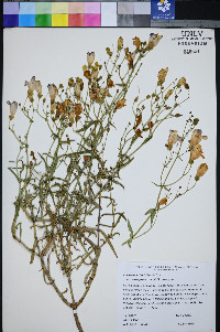 Penstemon fruticiformis subsp. amargosae image