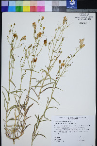 Penstemon fruticiformis subsp. amargosae image