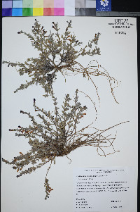 Penstemon thompsoniae var. jaegeri image