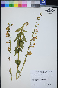 Penstemon bicolor subsp. bicolor image