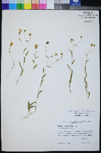 Mentzelia polita image