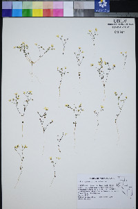 Gilia inyoensis image