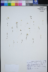 Gilia inyoensis image